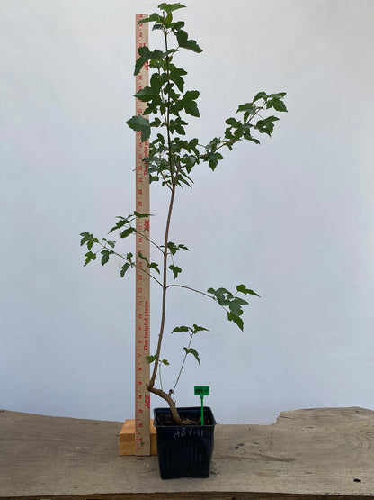 Trident Maple in a 4" pot (AB4-11)