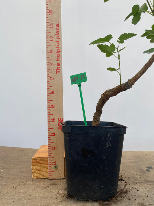 Trident Maple in a 4" pot (AB4-12)