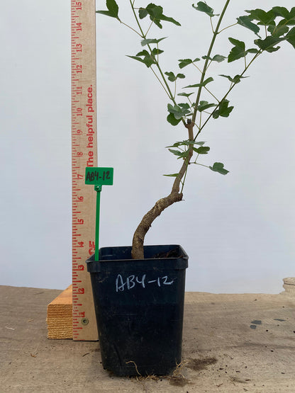 Trident Maple in a 4" pot (AB4-12)