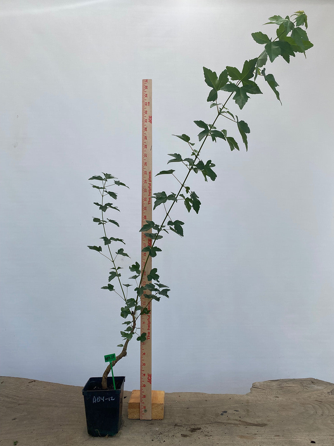 Trident Maple in a 4" pot (AB4-12)