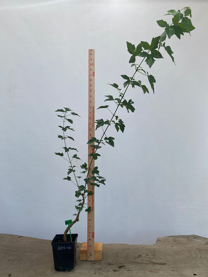 Trident Maple in a 4" pot (AB4-12)