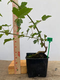 Trident Maple in a 4" pot (AB4-13)