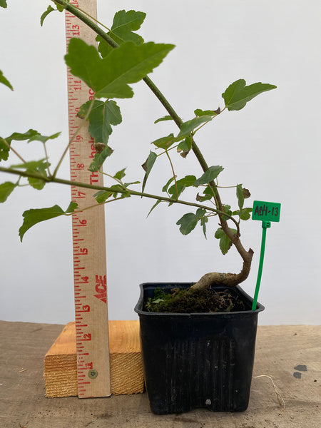 Trident Maple in a 4" pot (AB4-13)