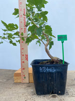 Trident Maple in a 4" pot (AB4-13)