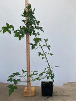 Trident Maple in a 4" pot (AB4-13)