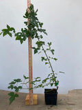 Trident Maple in a 4" pot (AB4-13)