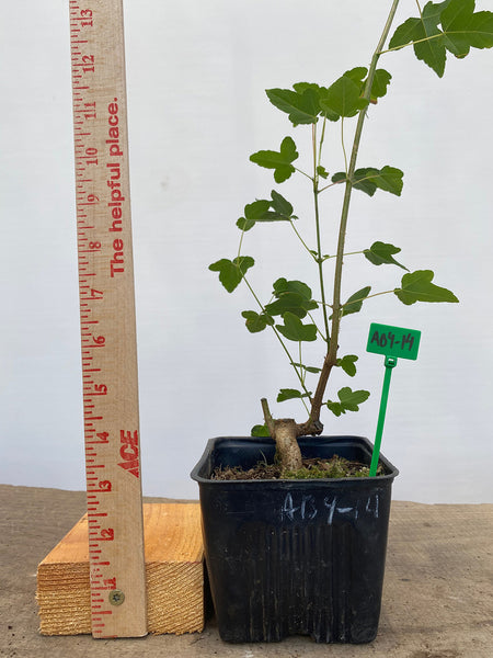 Trident Maple in a 4" pot (AB4-14)