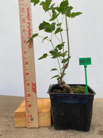 Trident Maple in a 4" pot (AB4-14)