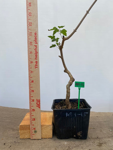 Trident Maple in a 4" pot (AB4-15)