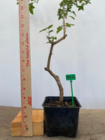 Trident Maple in a 4" pot (AB4-15)