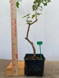Trident Maple in a 4" pot (AB4-15)