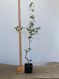 Trident Maple in a 4" pot (AB4-15)