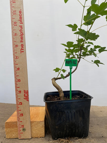 Trident Maple in a 4" pot (AB4-16)