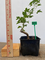 Trident Maple in a 4" pot (AB4-16)