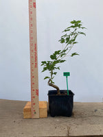 Trident Maple in a 4" pot (AB4-16)