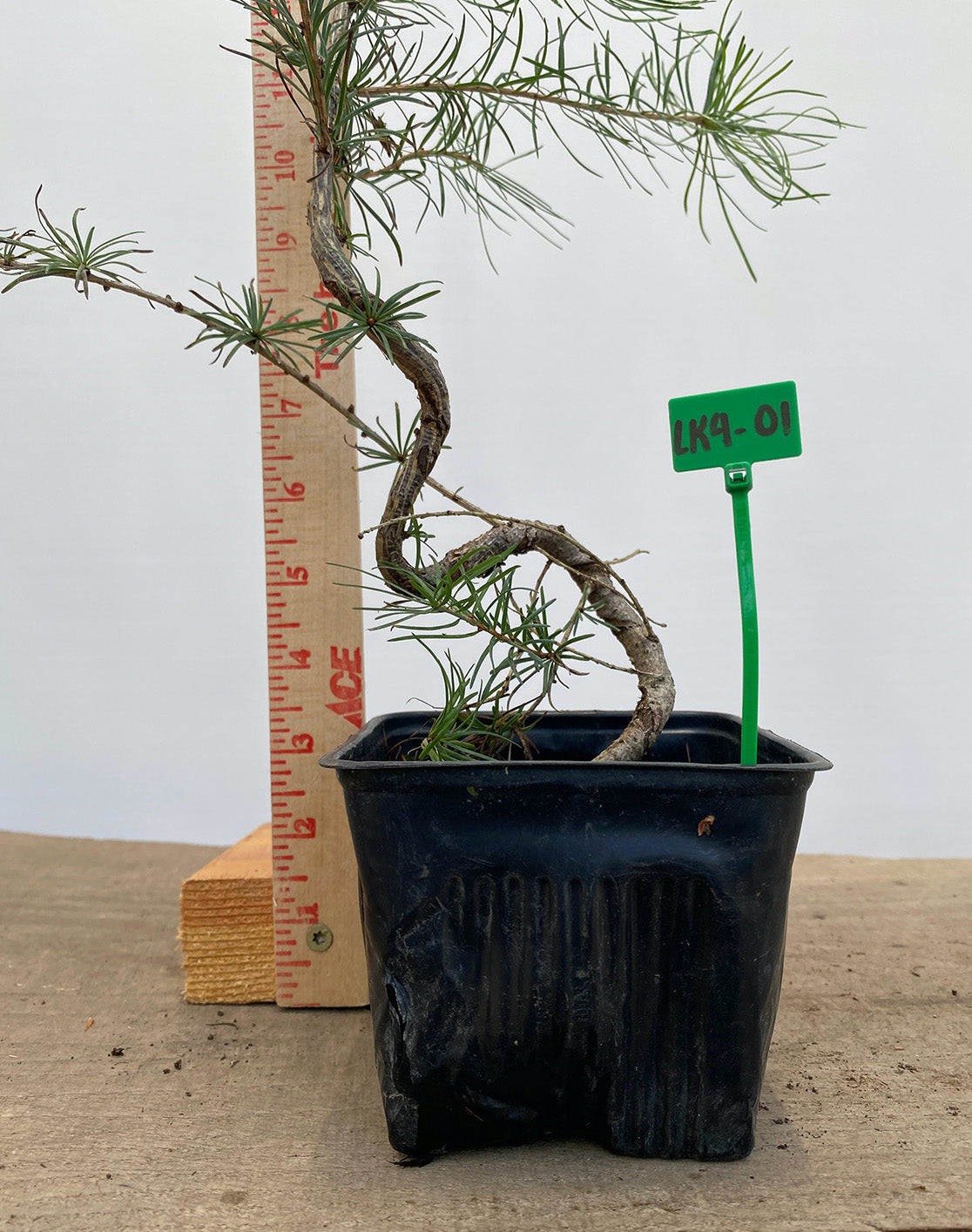 Larch in a 4" pot (LK4-01)