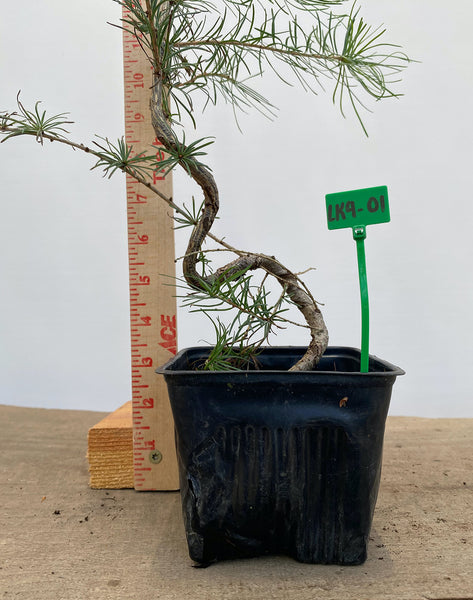 Larch in a 4" pot needs description (LK4-01)
