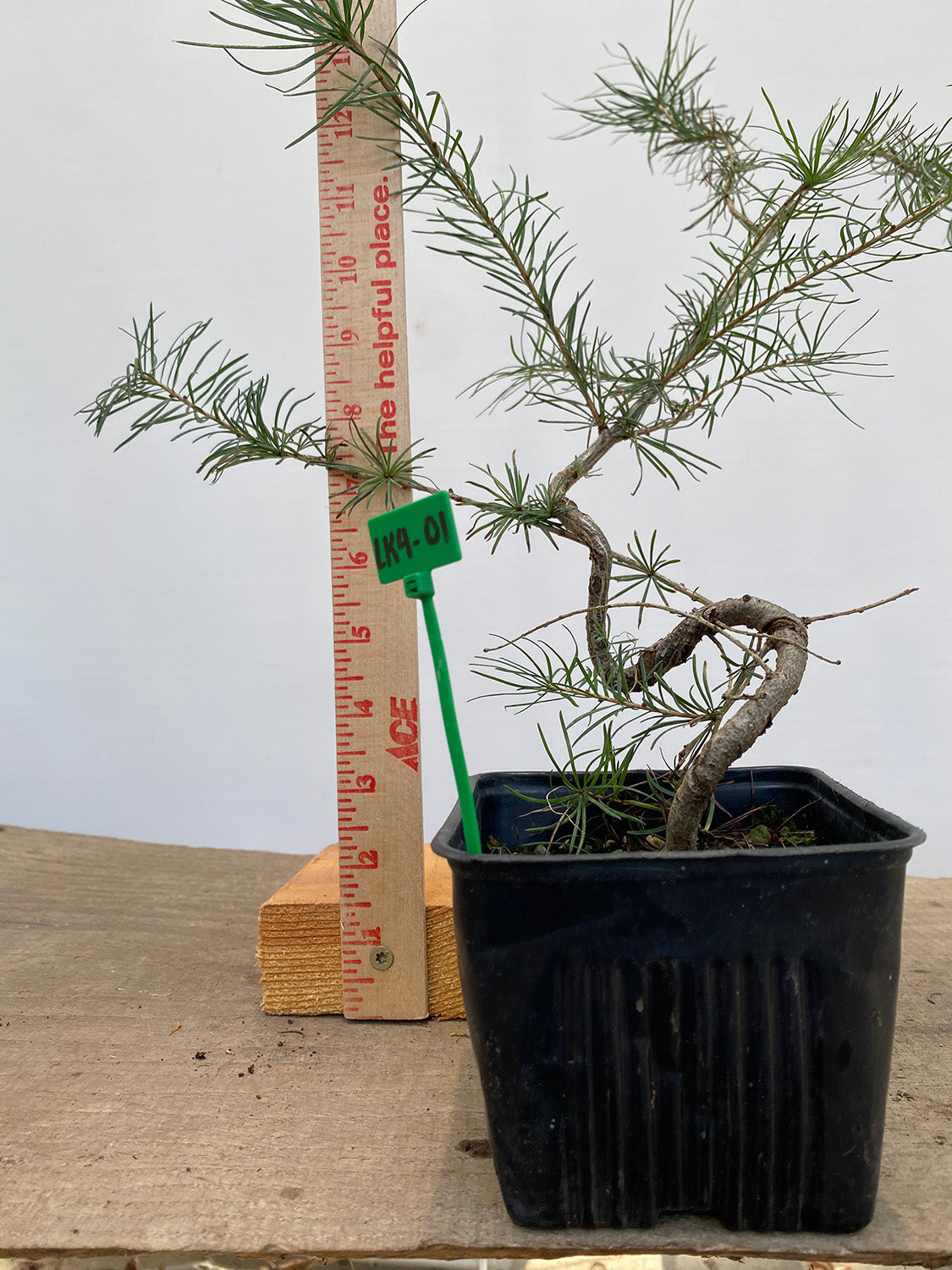 Larch in a 4" pot (LK4-01)