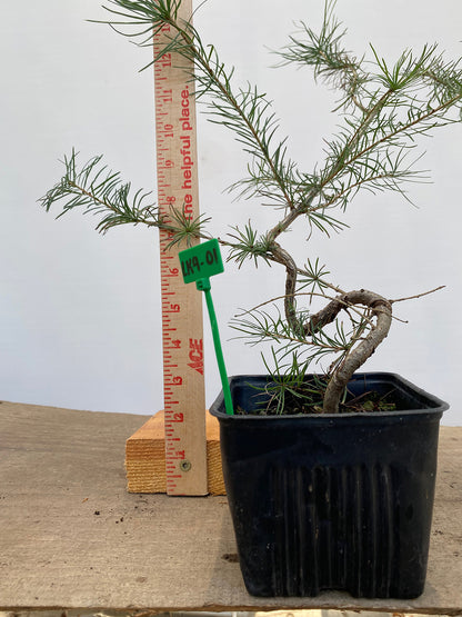 Larch in a 4" pot (LK4-01)