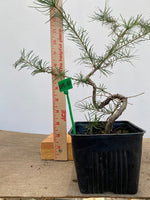 Larch in a 4" pot needs description (LK4-01)