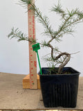 Larch in a 4" pot needs description (LK4-01)