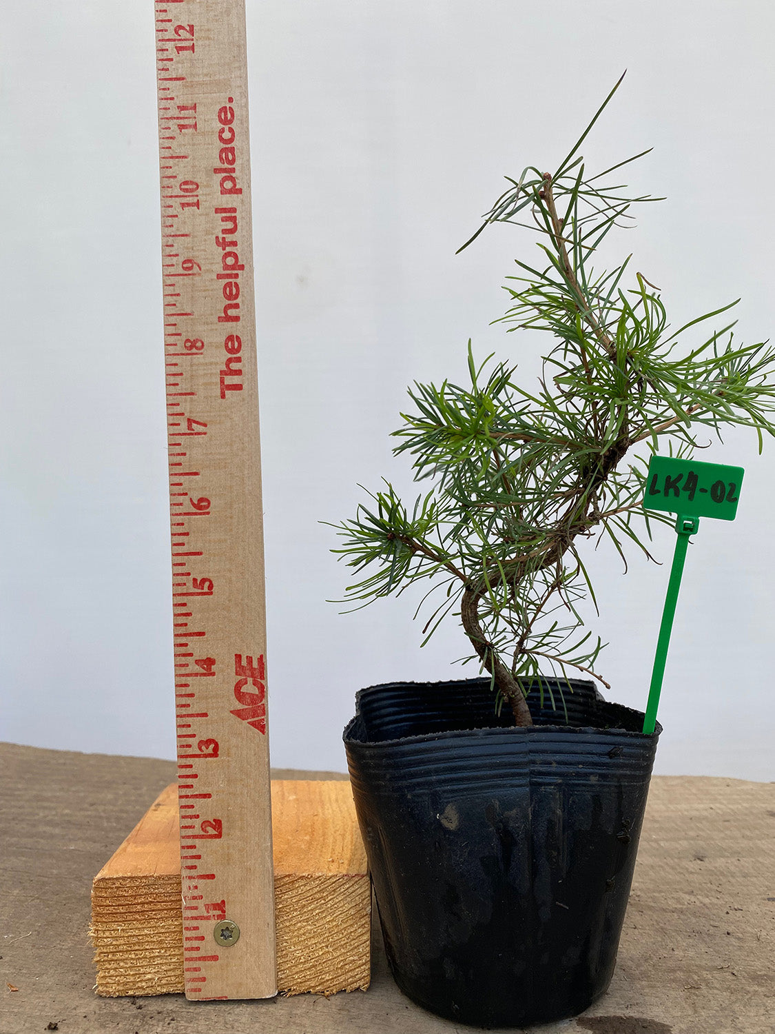 Larch in a 4" pot (LK4-02)