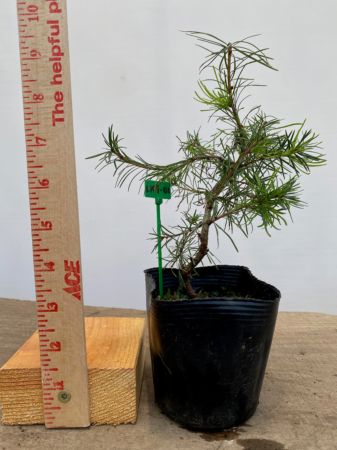 Larch in a 4" pot (LK4-02)