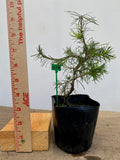 Larch in a 4" pot (LK4-02)