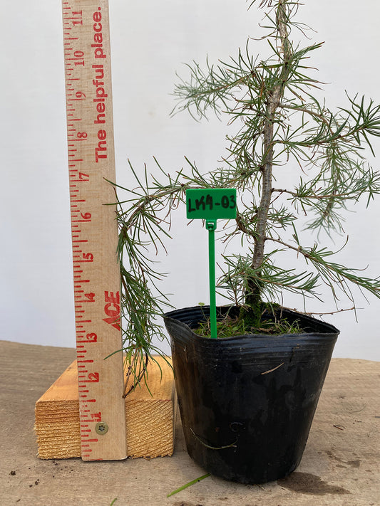 Larch in a 4" pot (LK4-03)