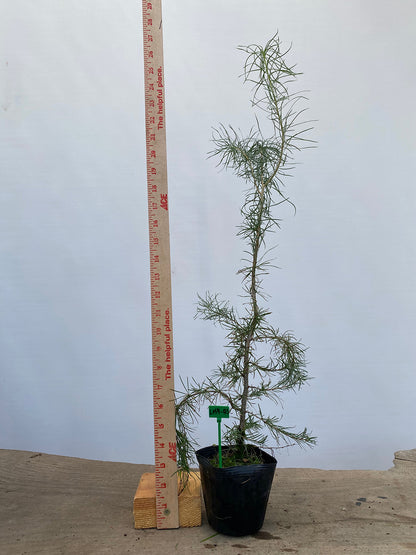 Larch in a 4" pot (LK4-03)