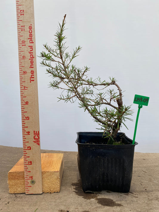 Larch in a 4" pot (LK4-04)