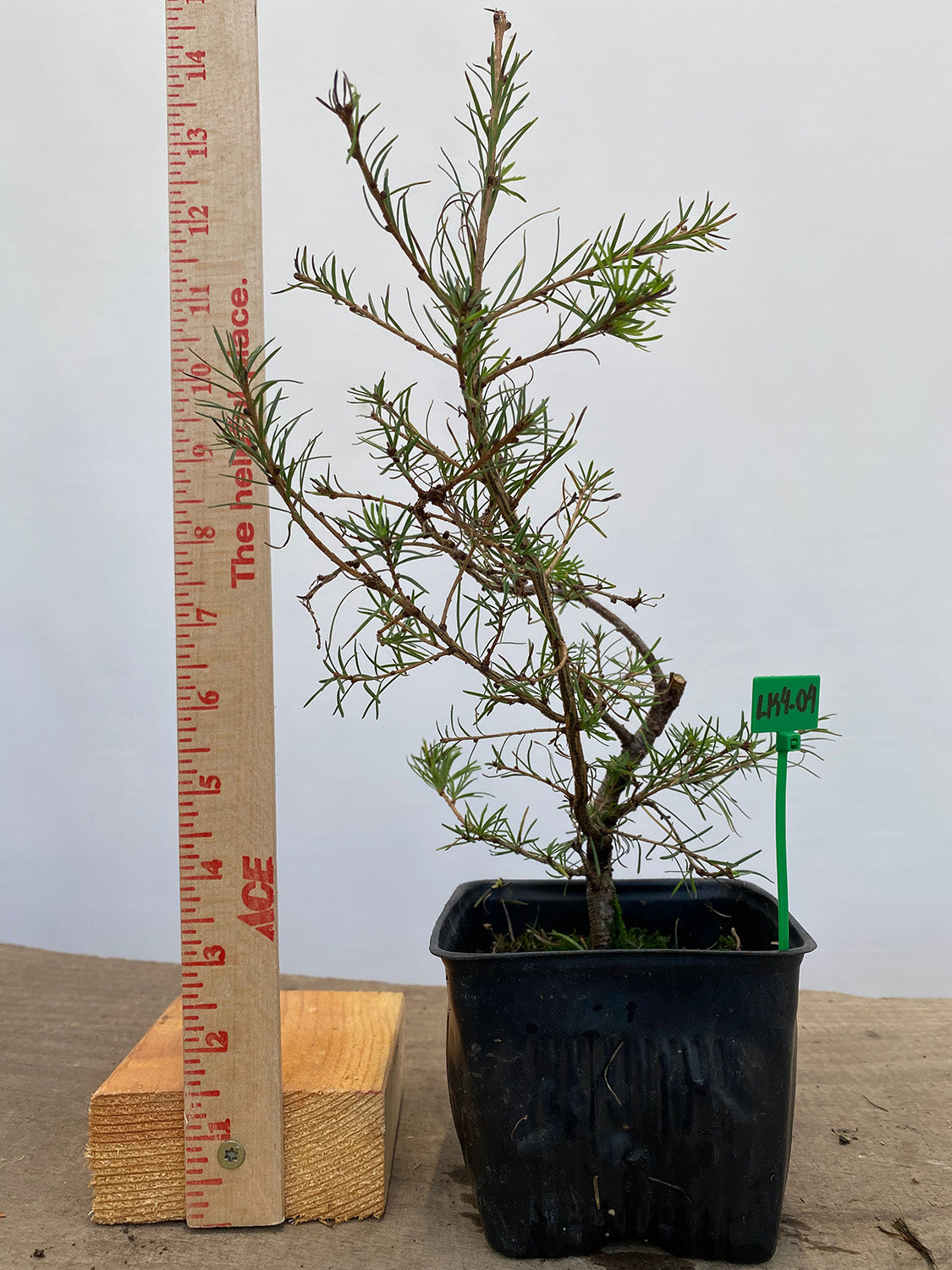 Larch in a 4" pot (LK4-04)