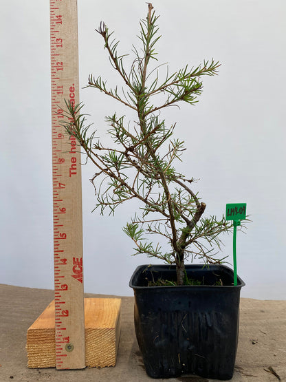 Larch in a 4" pot (LK4-04)