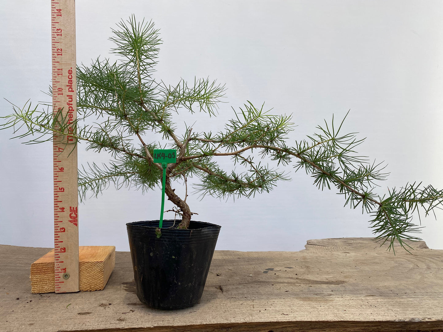 Larch in a 4" pot (LK4-05)