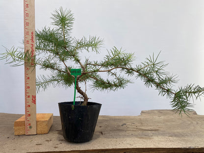 Larch in a 4" pot (LK4-05)