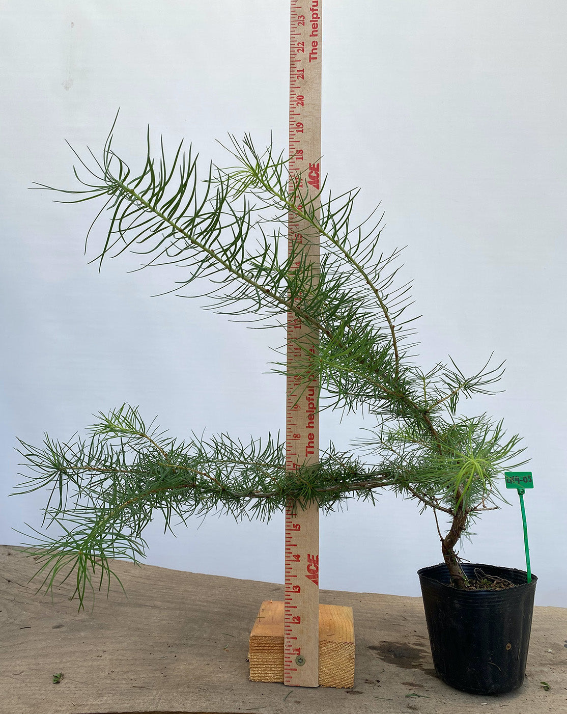Larch in a 4" pot (LK4-05)