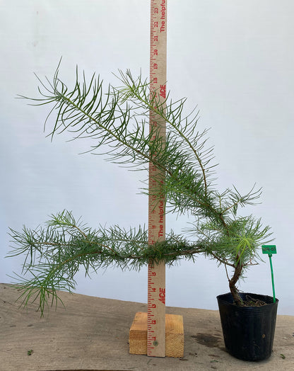 Larch in a 4" pot (LK4-05)
