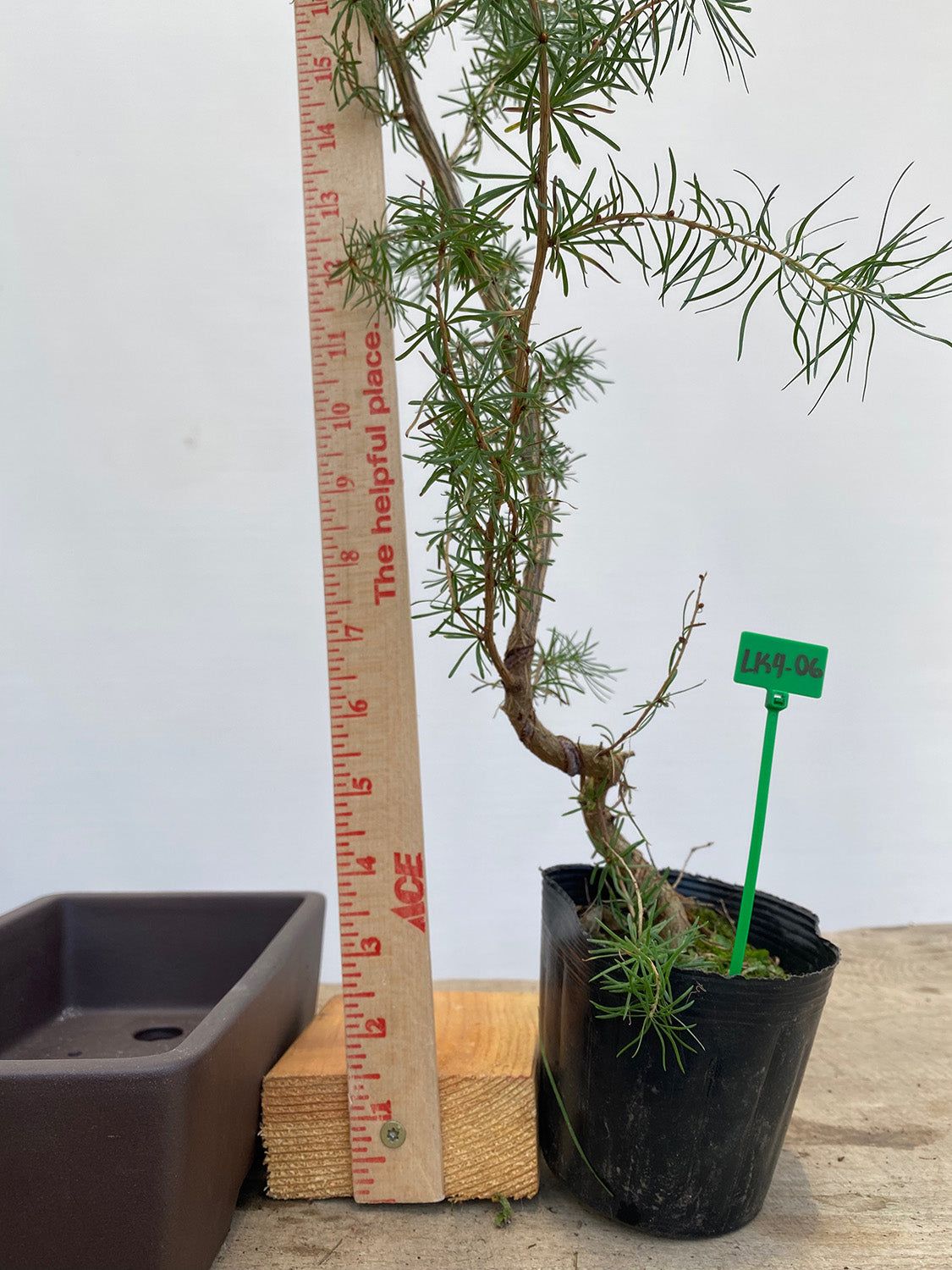 STAMMBAUM シュタンバウム Japanese larch 別注 Larch in a 4
