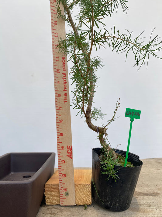 Larch in a 4" pot (LK4-06)