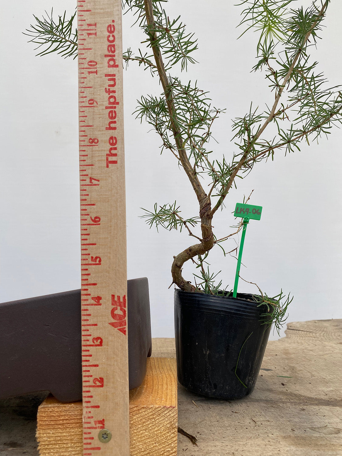 Larch in a 4
