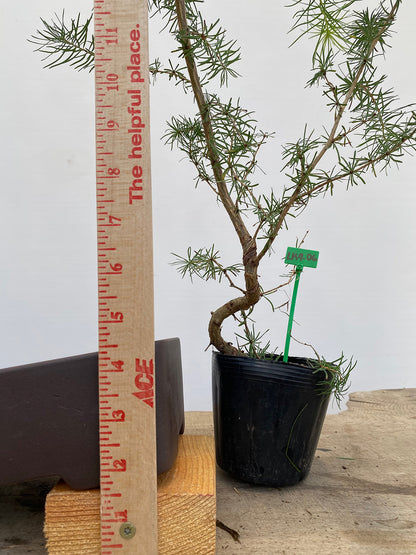 Larch in a 4" pot (LK4-06)