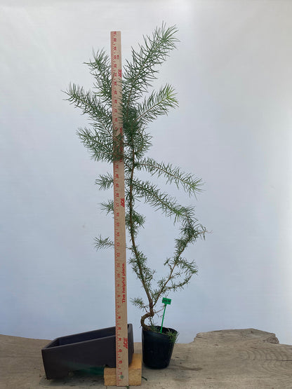 Larch in a 4" pot (LK4-06)