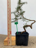 Larch in a 4" pot (LK4-07)