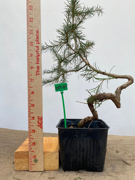 Larch in a 4" pot (LK4-07)
