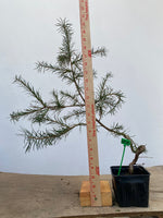 Larch in a 4" pot (LK4-07)