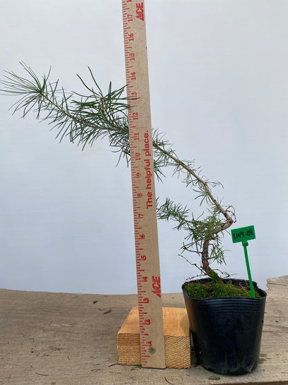 Larch in a 4" pot (LK4-08)