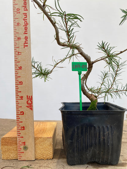 Larch in a 4" pot (LK4-09)