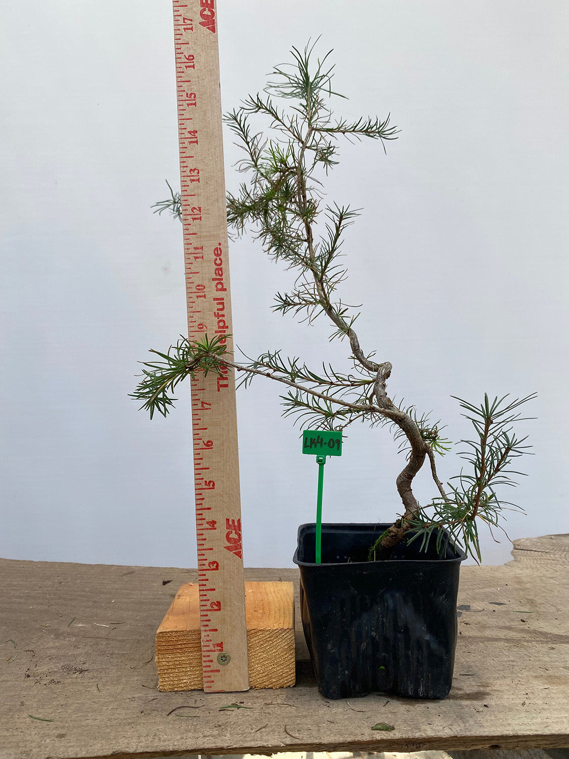 Larch in a 4" pot (LK4-09)