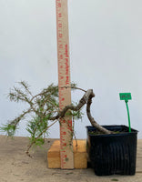 Larch in a 4" pot (LK4-11)