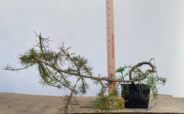 Larch in a 4" pot (LK4-11)